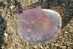 Pelagia noctiluca, la medusa