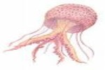 Detalle de una medusa