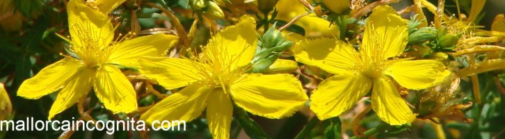 Mallorcan Wildflower