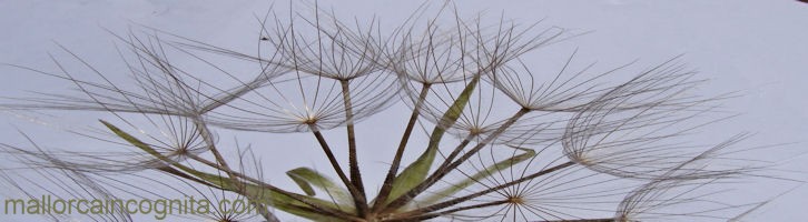 Tragopogon porrifolius seedhead